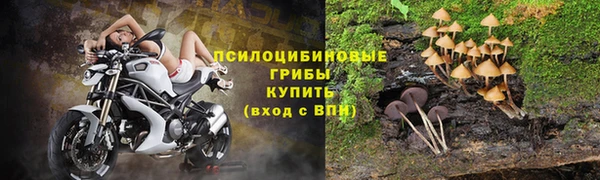 прущие грибы Абинск